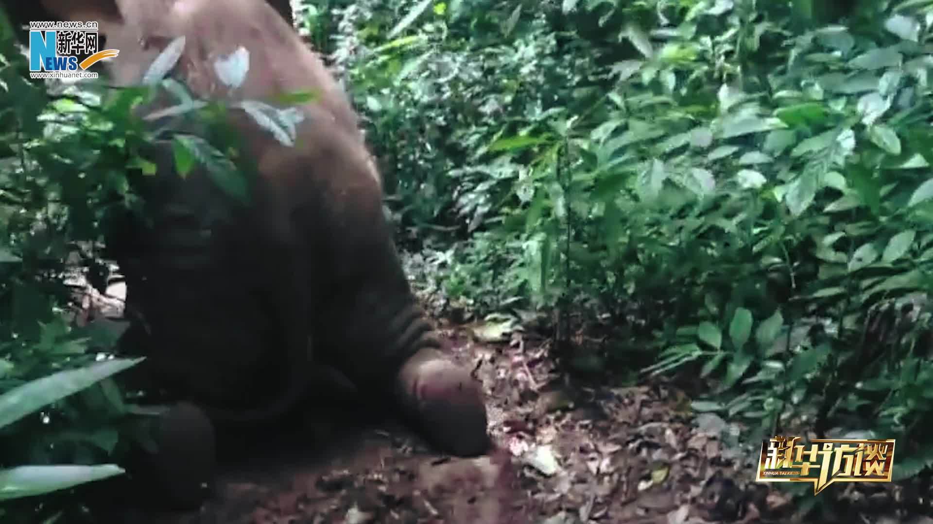 新华访谈丨“象爸爸”陈继铭笑谈亚洲象“羊妞”的成长故事