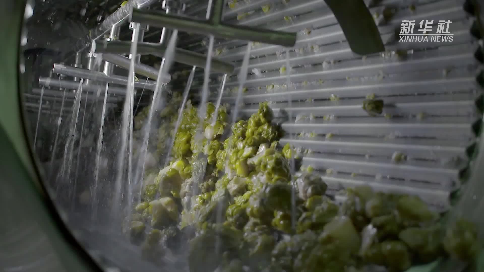 活力中国调研行｜科技赋能绿色生产 涪陵榨菜打造低碳产业链