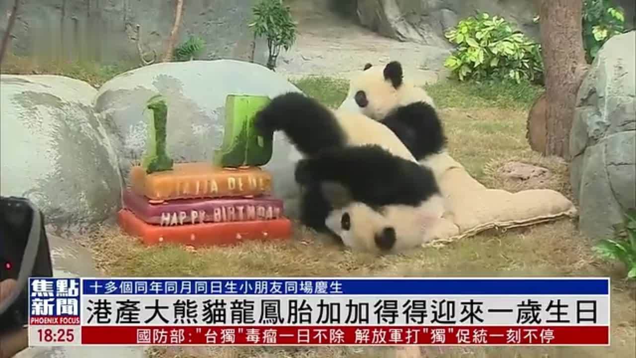 港产大熊猫龙凤胎“加加”“得得”迎来一岁生日