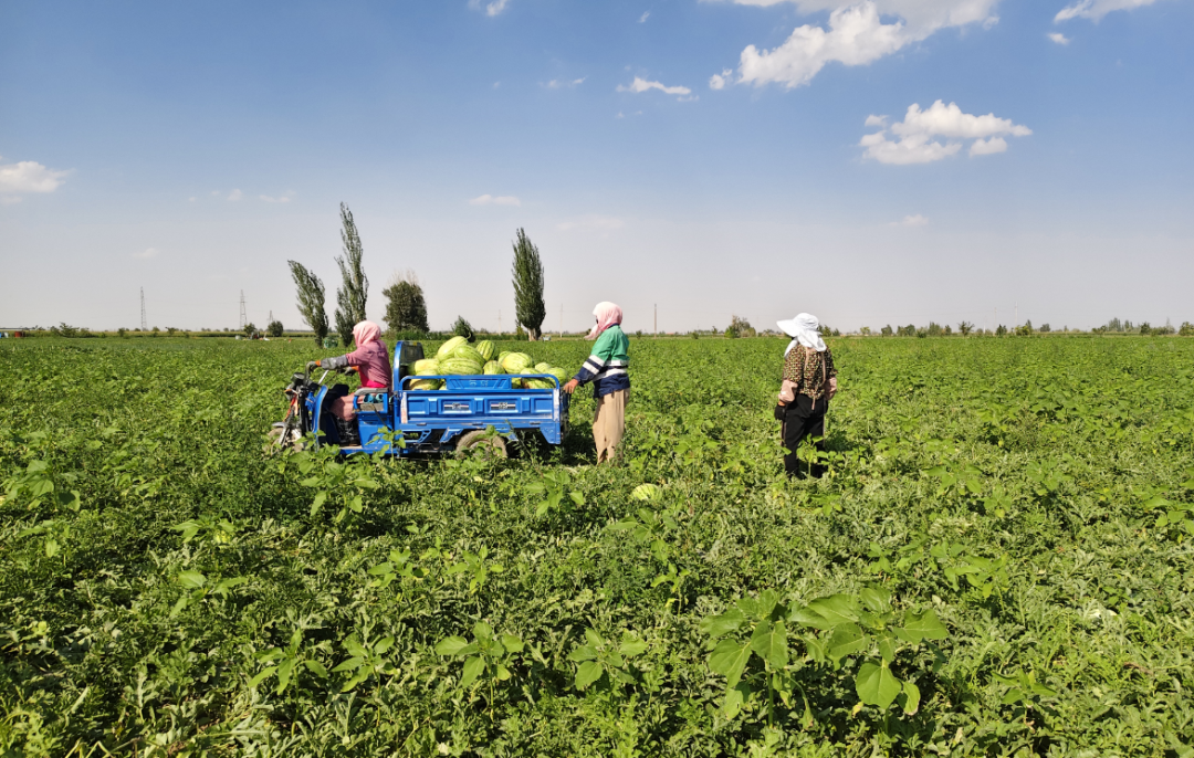 △天生炕村的瓜农们在地里摘瓜