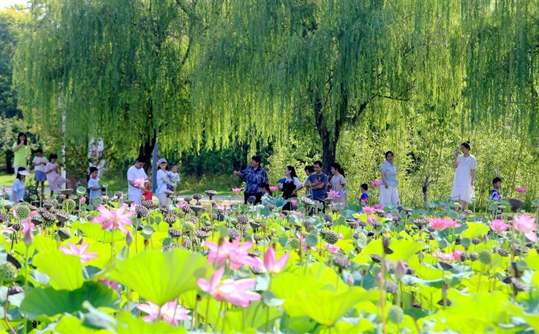 8月11日，雨过天晴，宁陵县迎宾公园天气晴好，市民在荷花塘游玩、拍照。吕忠箱 摄