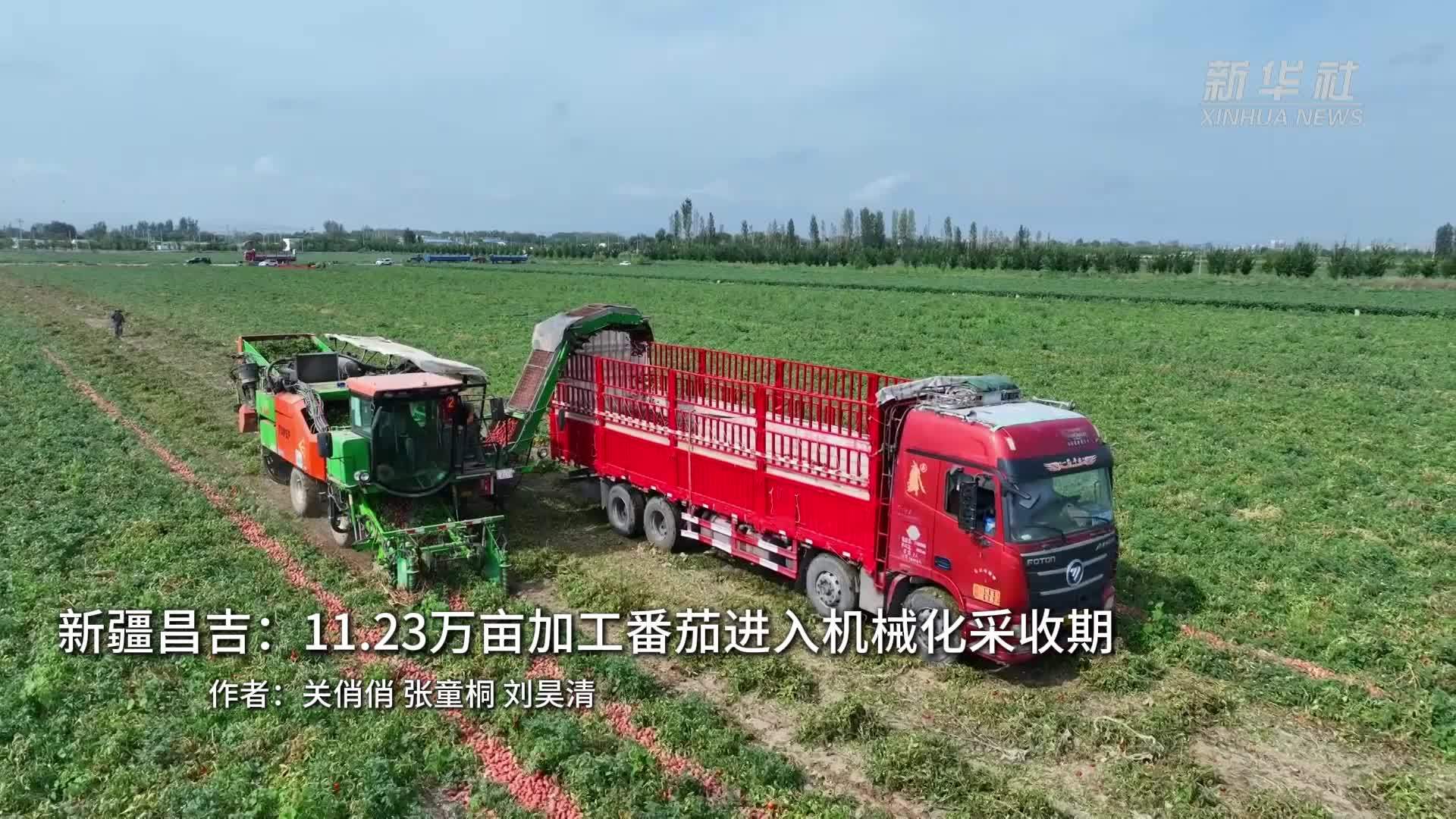 新疆昌吉：11.23万亩加工番茄进入机械化采收期