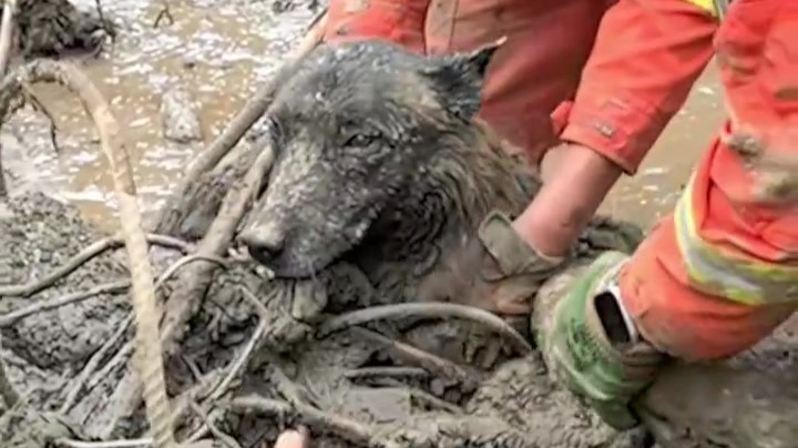 被困淤泥超30小时“狗坚强”获救　主人已领走治疗