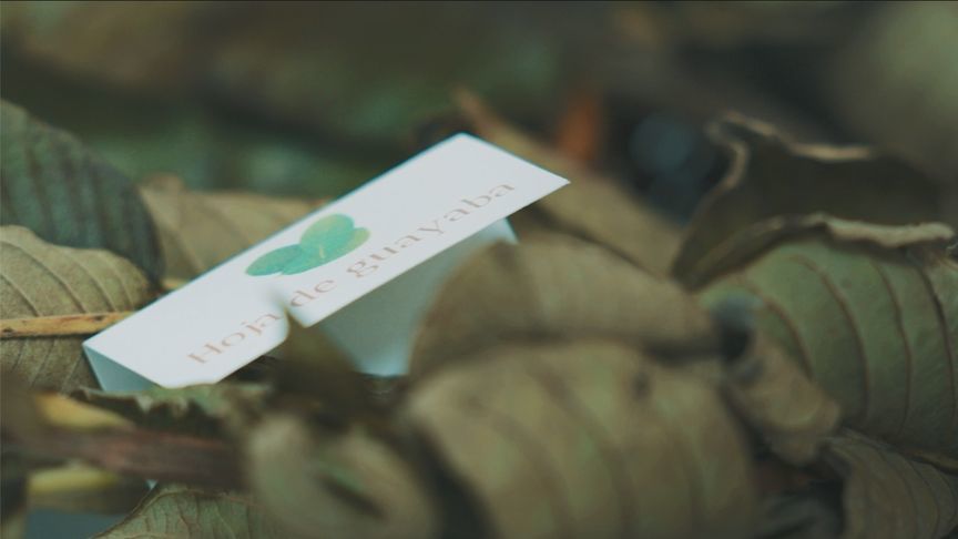 《四海中医》踏遍美洲 见证万里之外的东西合璧