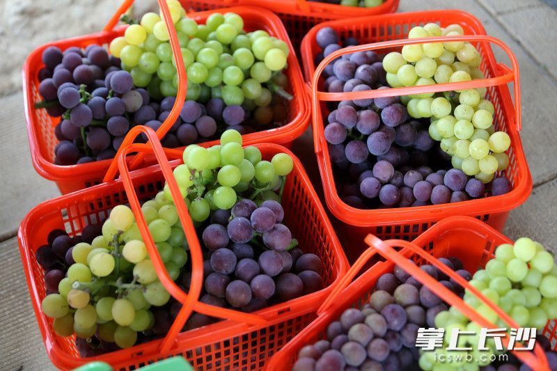 果园迎来丰收季。