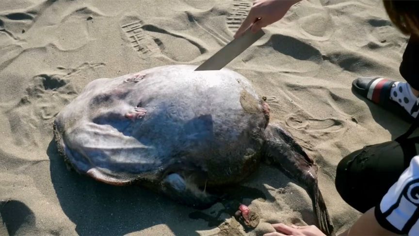 小伙海边发现一条蛤蟆鱼肚子异常大，一刀划开傻眼了，简单烹饪超美味