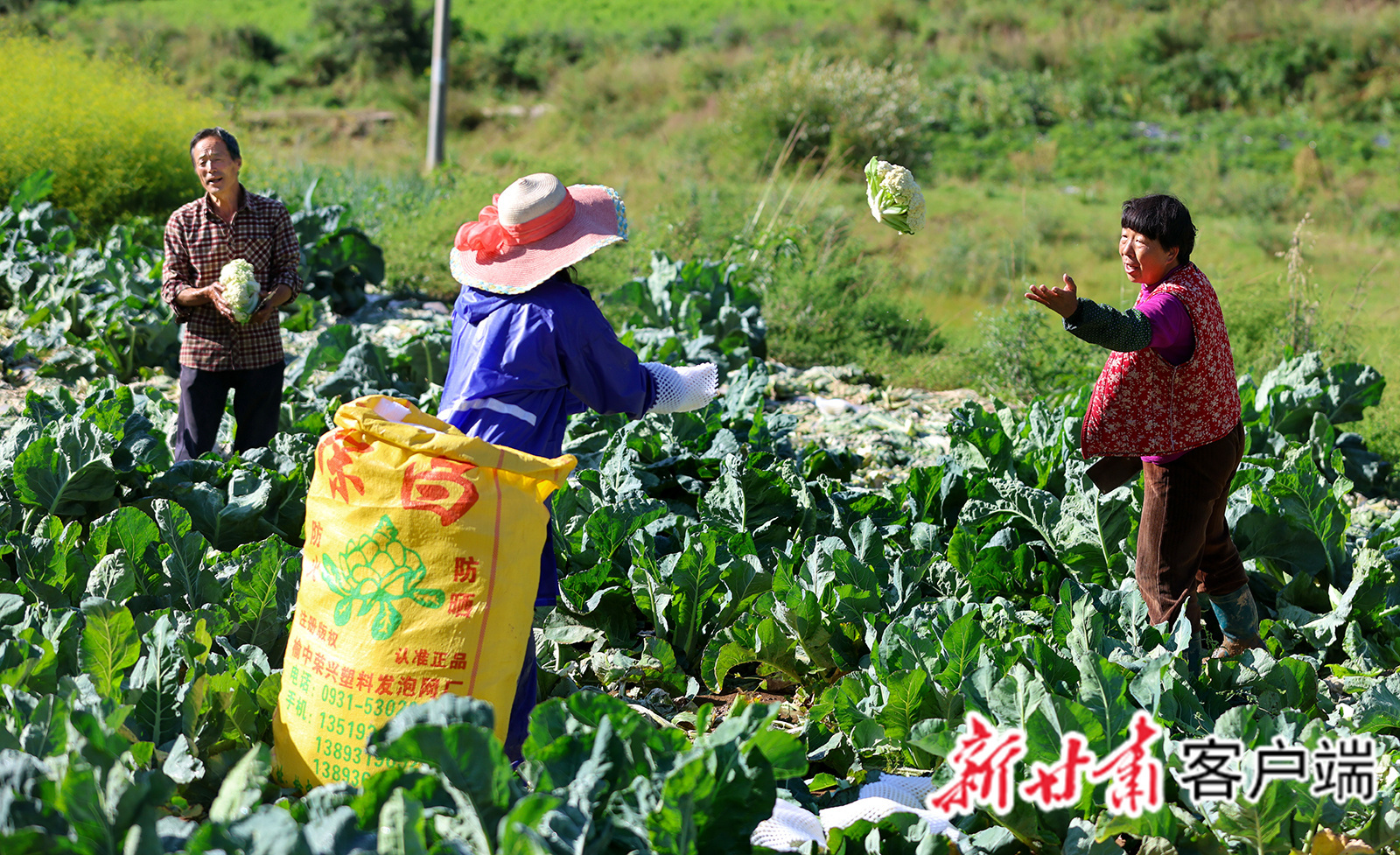 陈得前（左一）与家人正在加紧采收散花菜