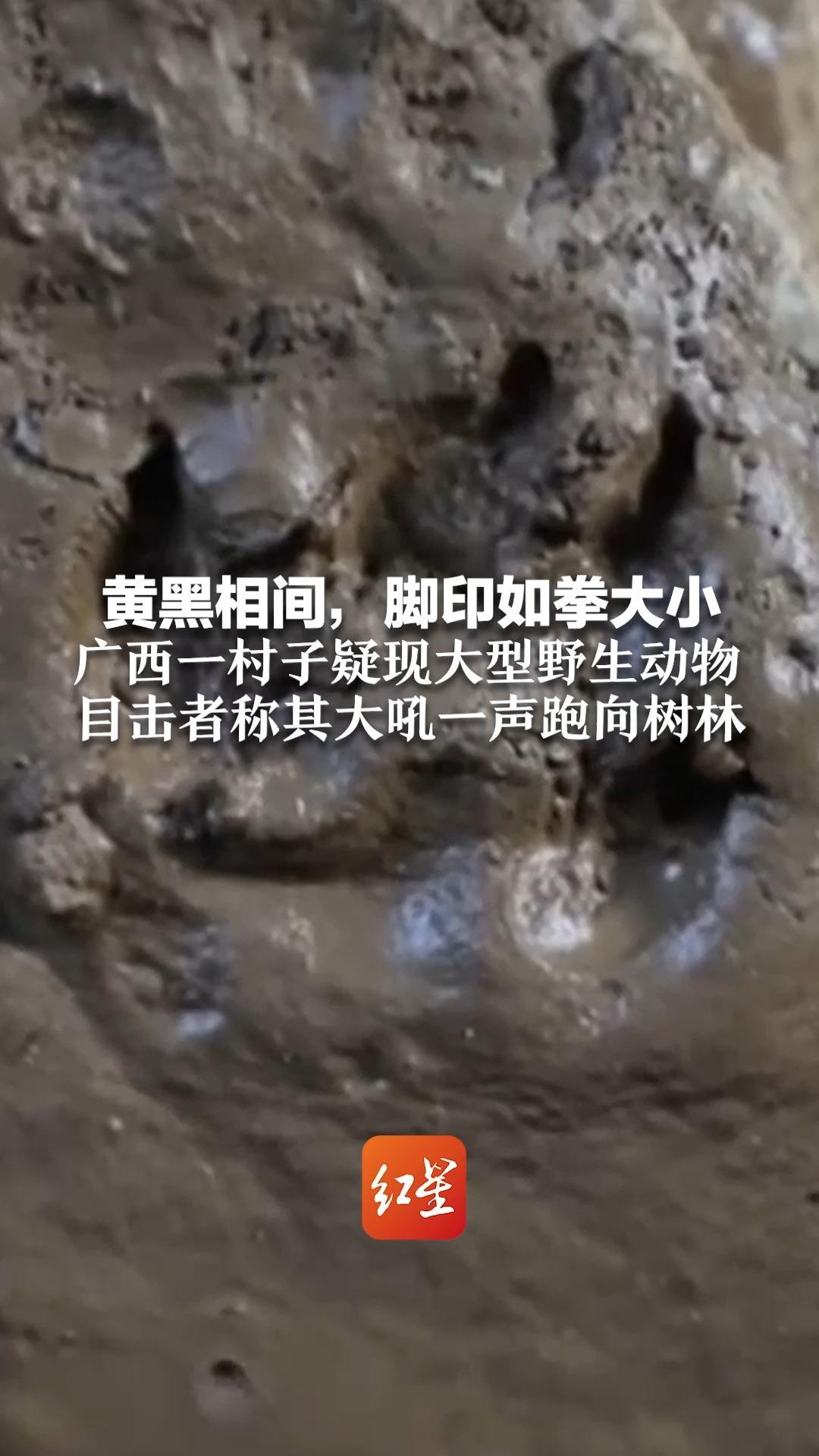 黄黑相间，脚印如拳大小 广西一村子疑现大型野生动物  目击者称其大吼一声跑向树林 村干部：已安装监测设备