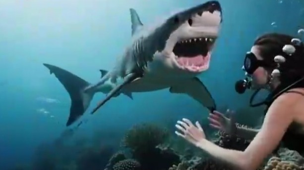 在潜水时，如何避免遭遇鲨鱼的攻击？