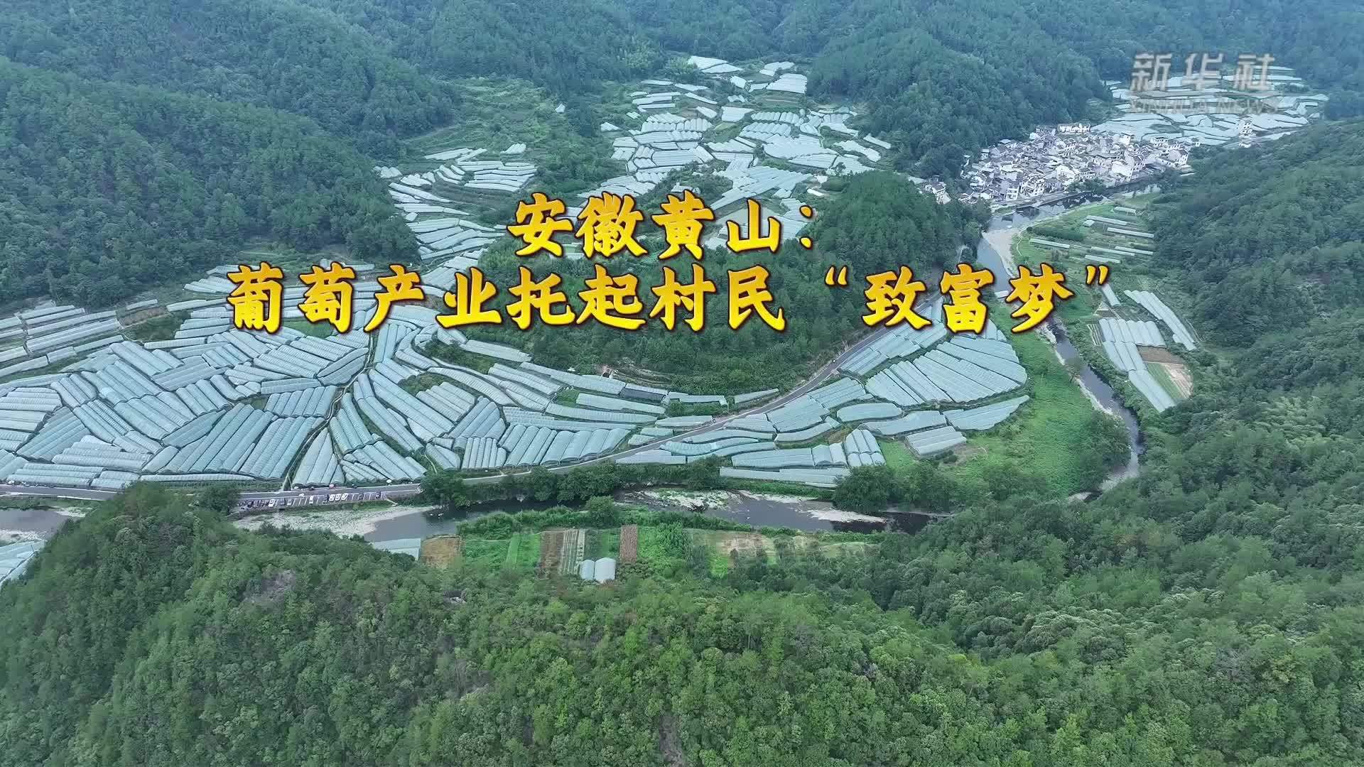安徽黄山：葡萄产业托起村民“致富梦”