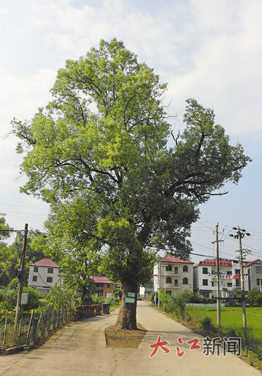 十公里乡道为百年樟树让道 安福县山庄乡“让路于树”广获赞誉