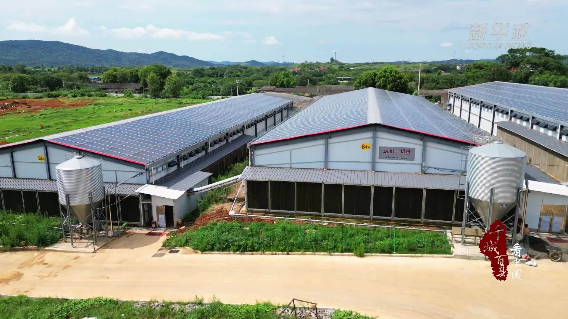 千城百县看中国｜湖南祁阳：智能鸡舍实现“零碳养鸡”