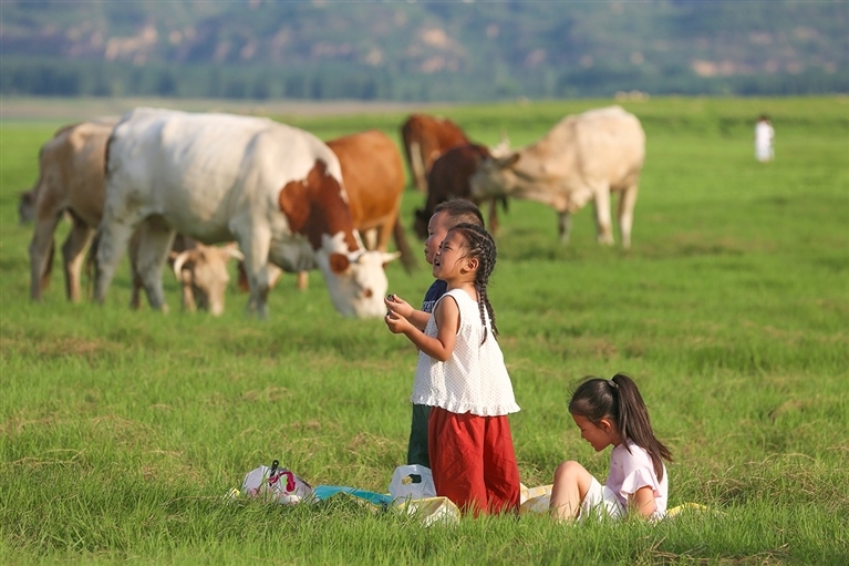 7月23日，小朋友们在三门峡市湖滨区王官黄河湿地调水调沙后形成的绿色“草原”上玩耍。 孙猛 摄