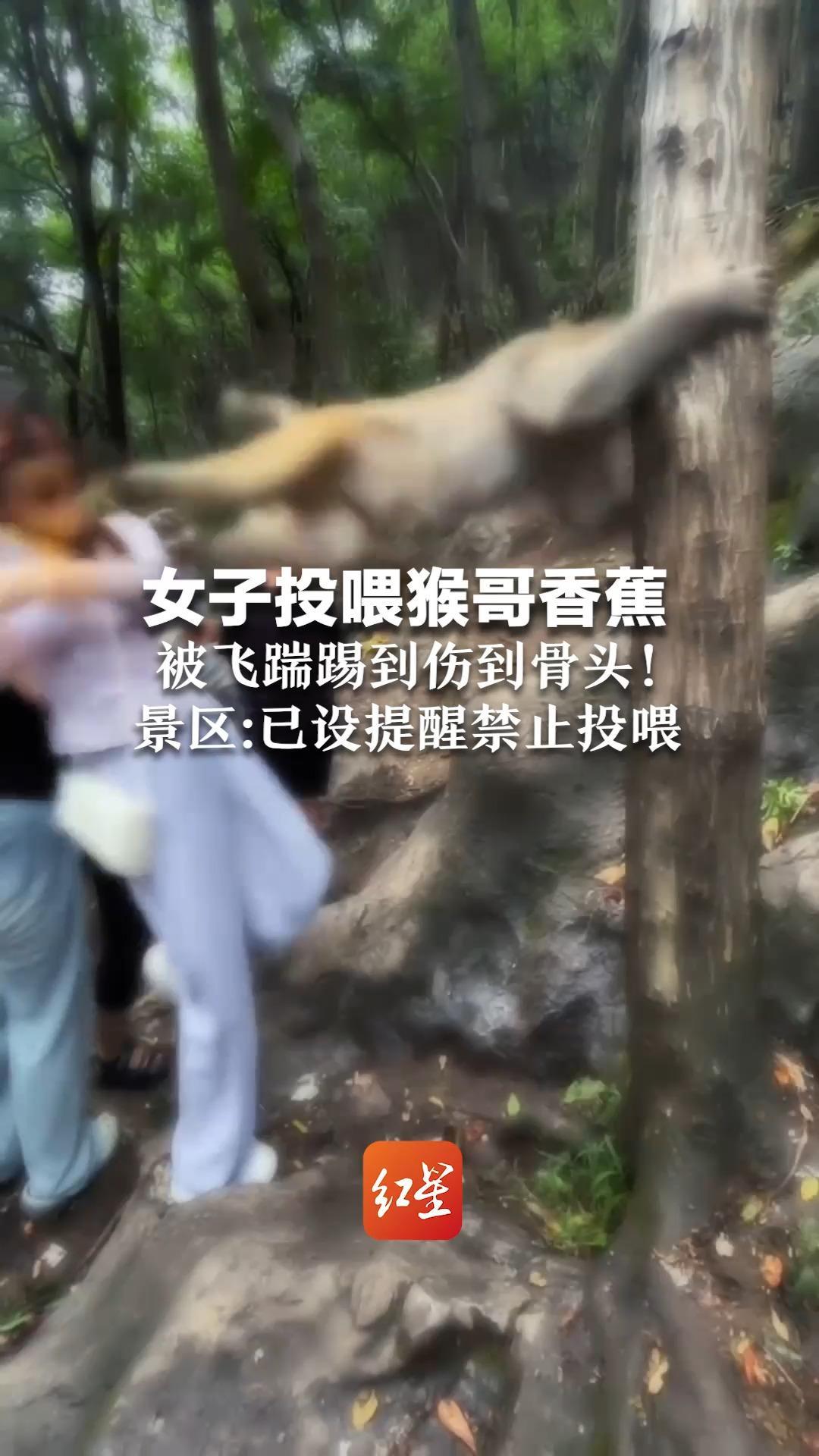 女子投喂猴哥香蕉   被飞踹踢倒伤到骨头！景区回应：已提醒禁止投喂野生动物 呼吁游客保持2米以上距离