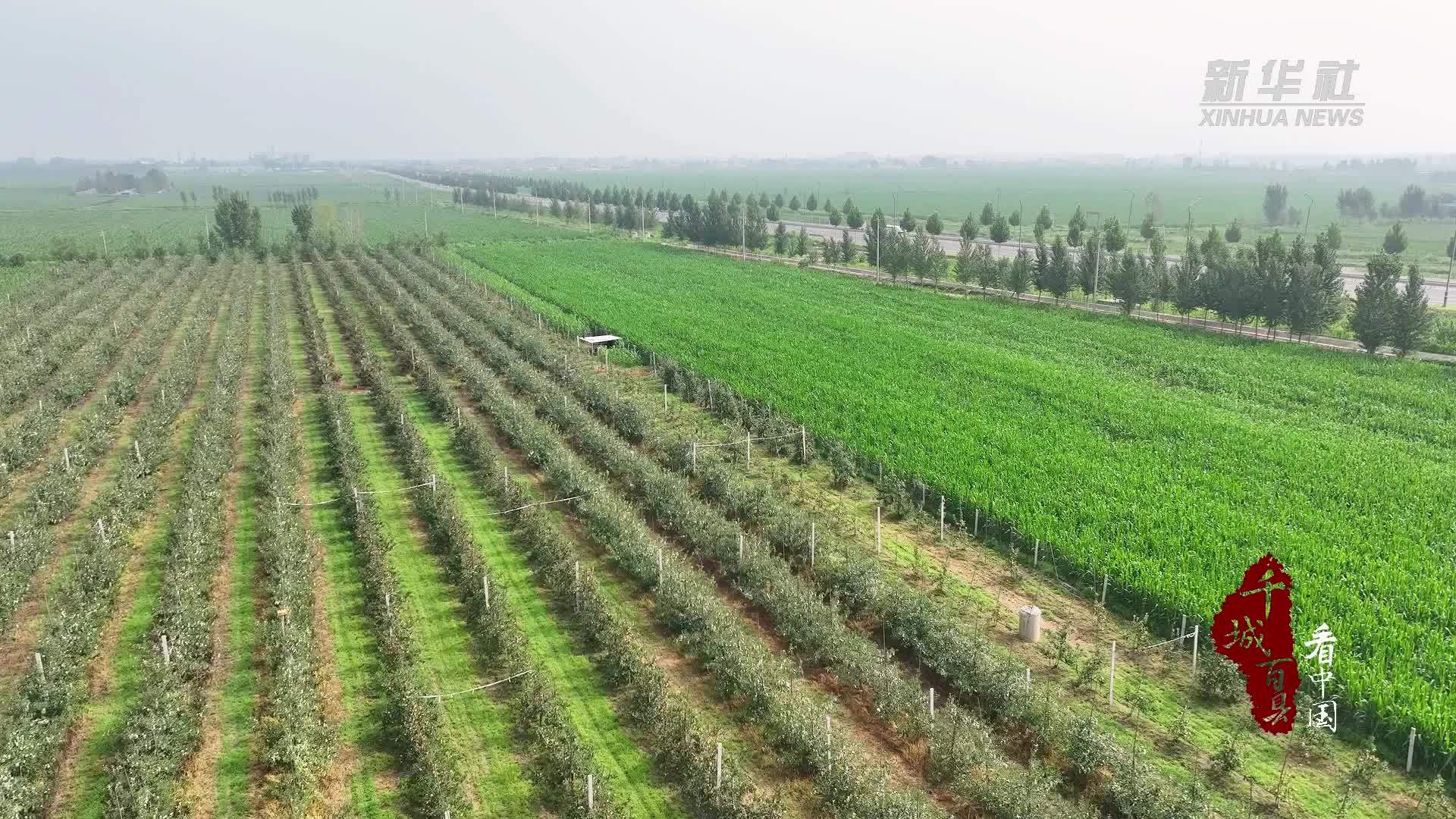 千城百县看中国｜山东广饶：硕果盈枝好“丰”景