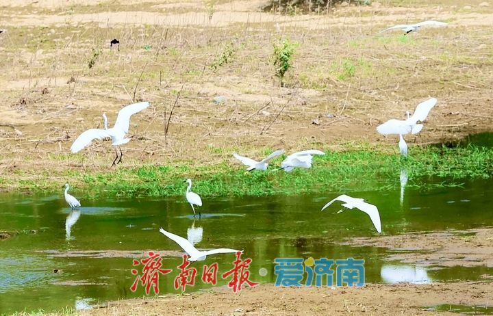 济南玉符河畔生态和谐鹭鸟欢