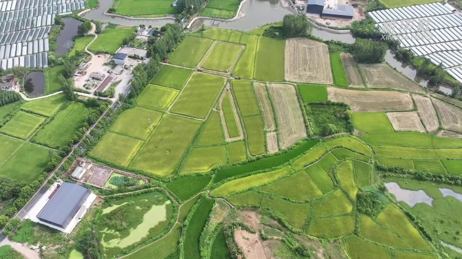 河南光山：再生稻头茬喜开镰