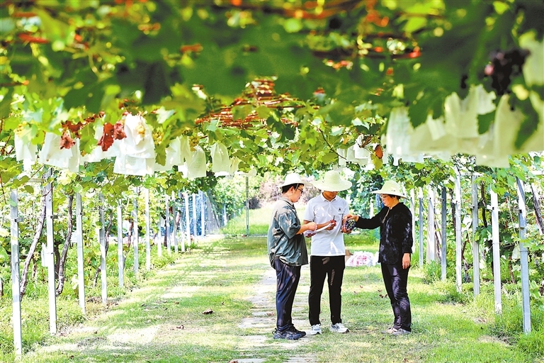 8月12日，科研人员在位于郑州市的国家葡萄种质资源圃查看葡萄果情。 记者 王铮 摄