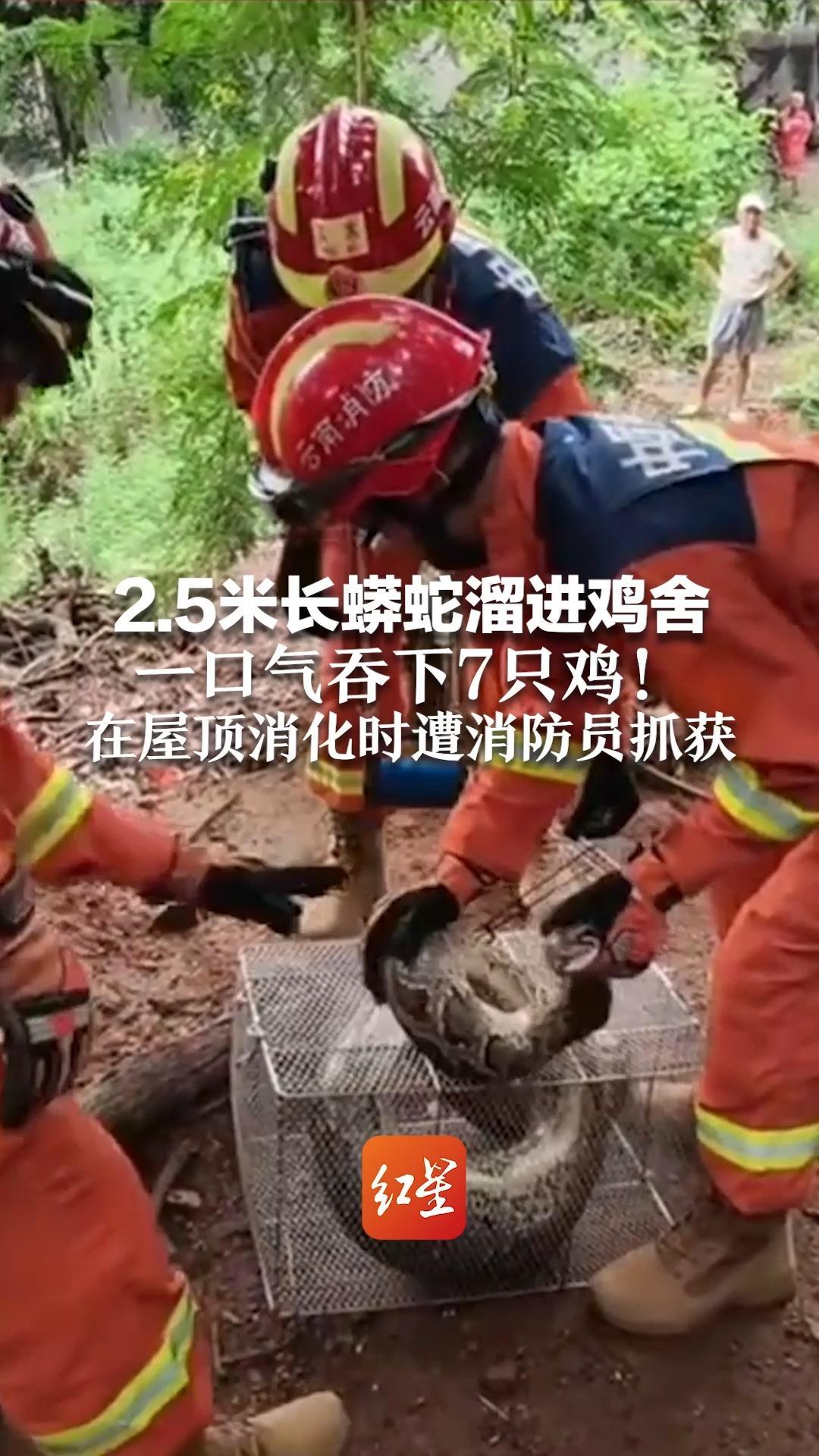 2.5米长蟒蛇溜进鸡舍  一口气吞下7只鸡！在屋顶消化时遭消防员抓获 胖到笼子都快装不下了