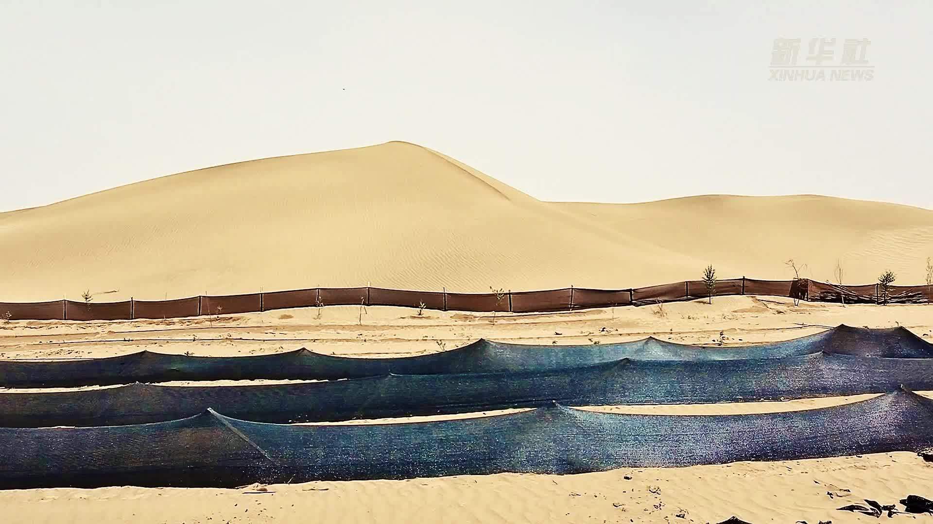 全国生态日｜沙漠玫瑰绽塔漠