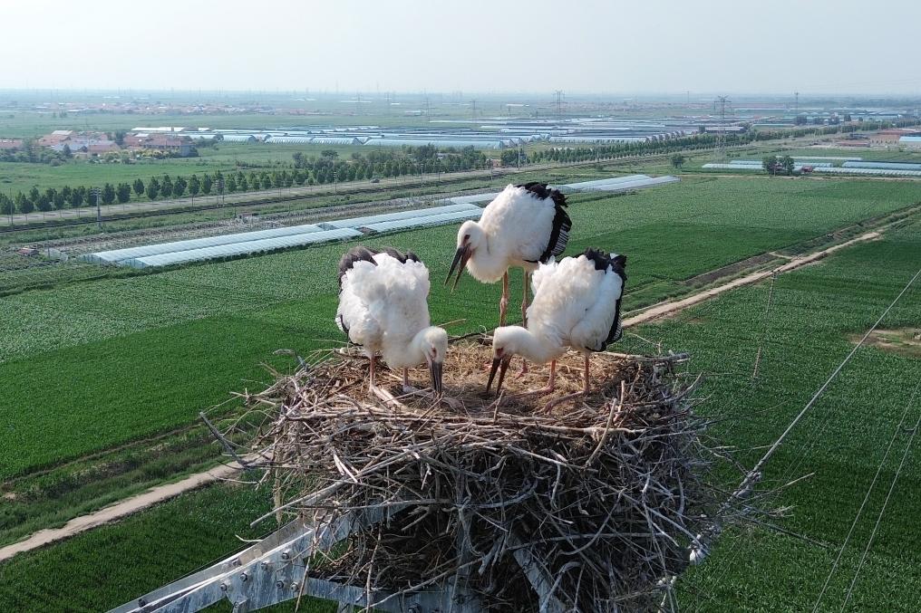 山东东营黄河三角洲一处输电铁塔上的东方白鹳。新华社发