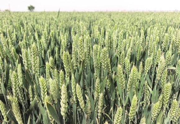 冬小麦　兰州新区报记者　李佳丽　摄