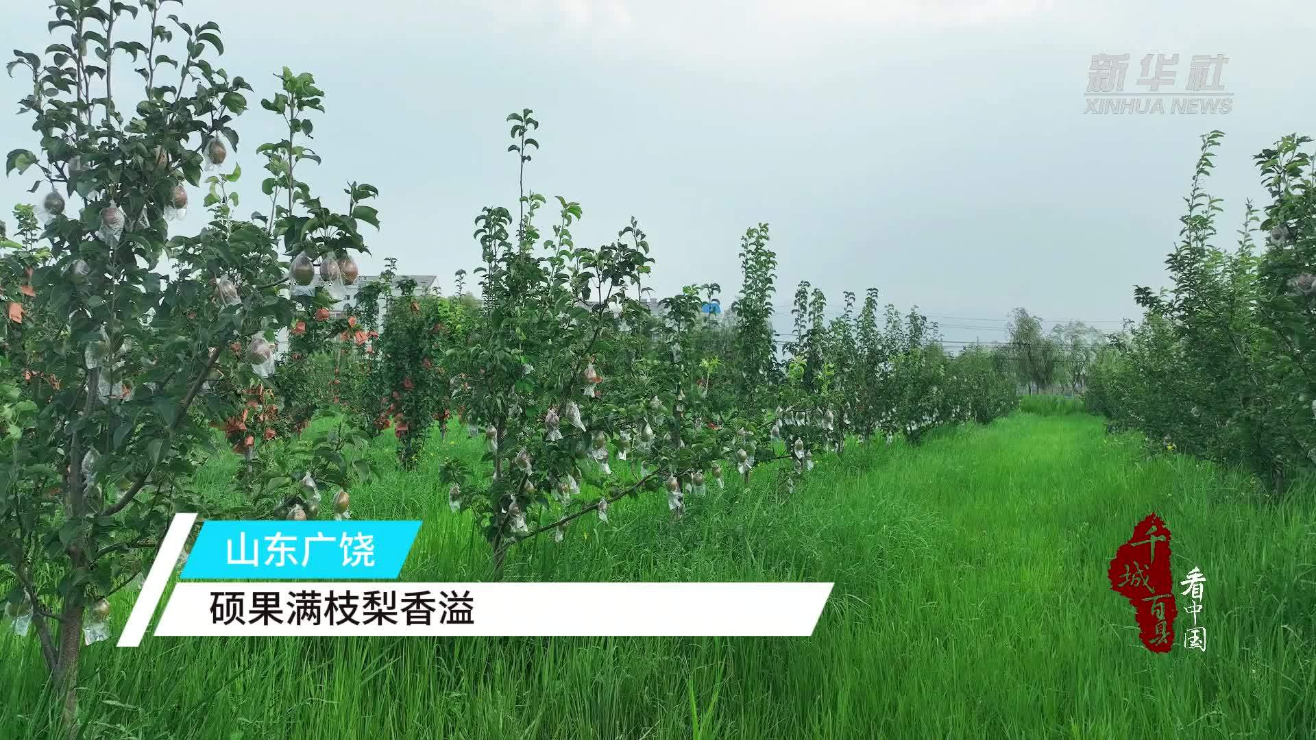 千城百县看中国｜山东广饶：硕果满枝梨香溢