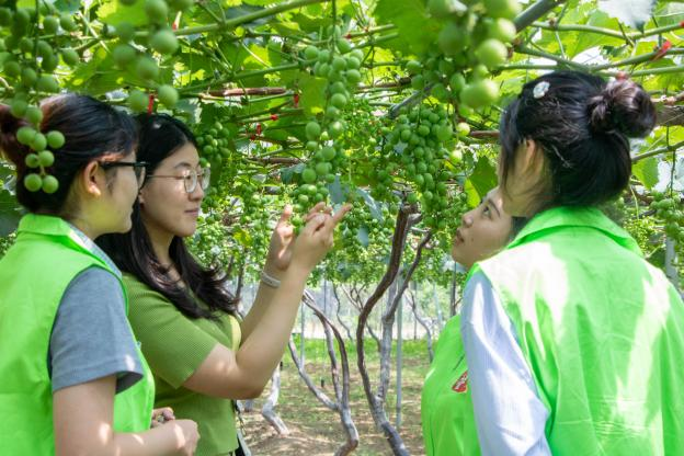 筑梦乡旅赋能乡村振兴 双向奔赴担当青春使命