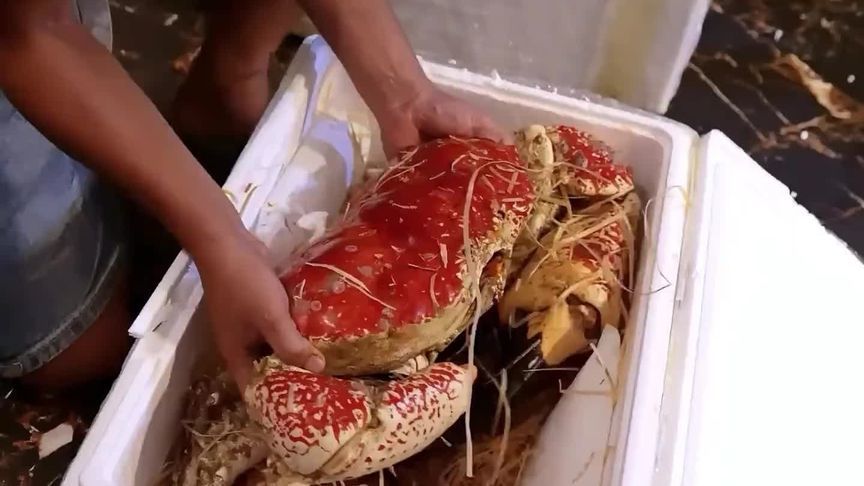 超大皇帝蟹，这样的螃蟹难道还要清蒸吗？有种吃法更过瘾！