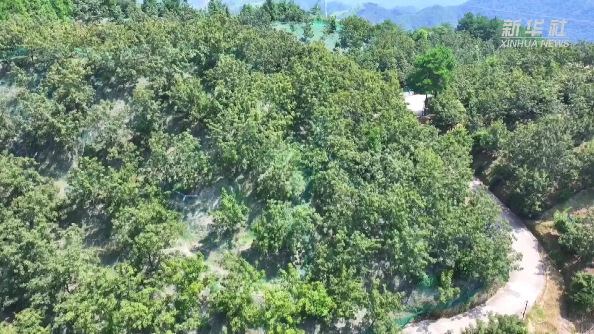 杭州临安：山核桃长势喜人 多措并举做好安全采收准备