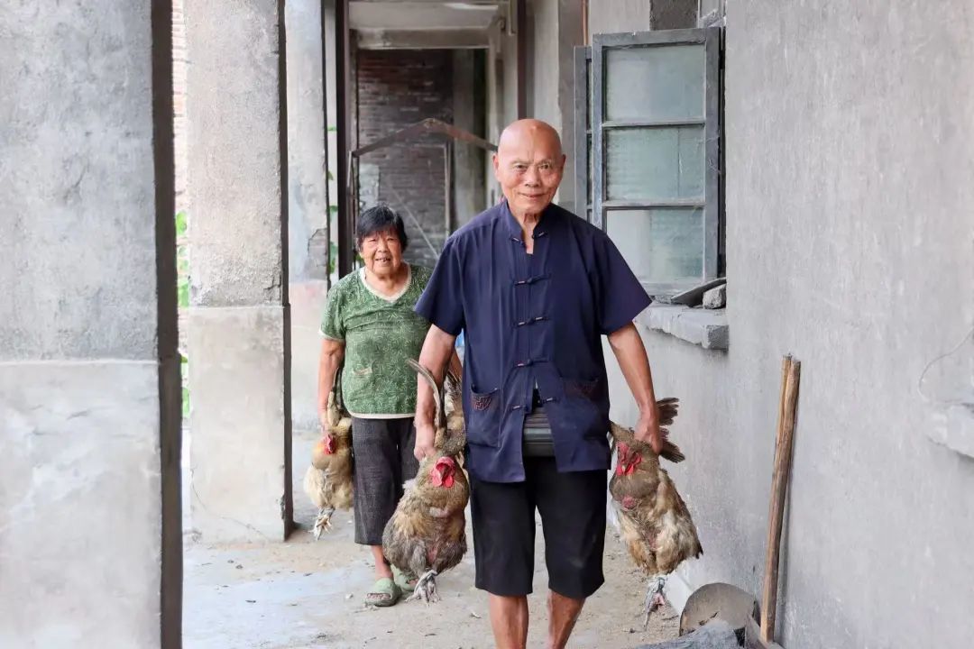 兩老將土雞送上冷凍車