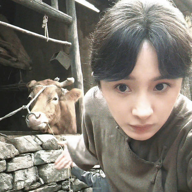 杨幂镜头怼脸和牛自拍。