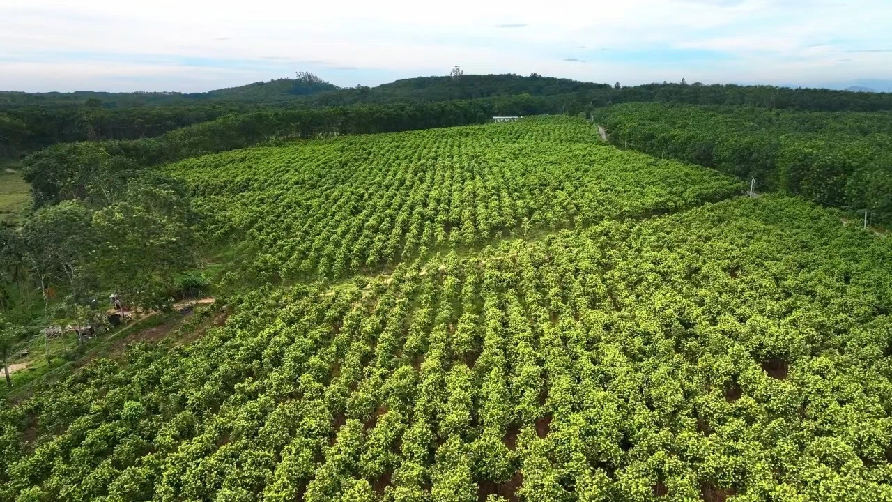生态赋能聚合力 价值重构启新程——澄迈县沉香产业联合会应运而生