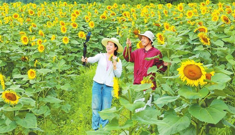徽县榆树乡高峰村的百亩油葵竞相绽放，村民在花海中拍短视频推介当地旅游资源。新甘肃&middot;甘肃日报通讯员　李旭春