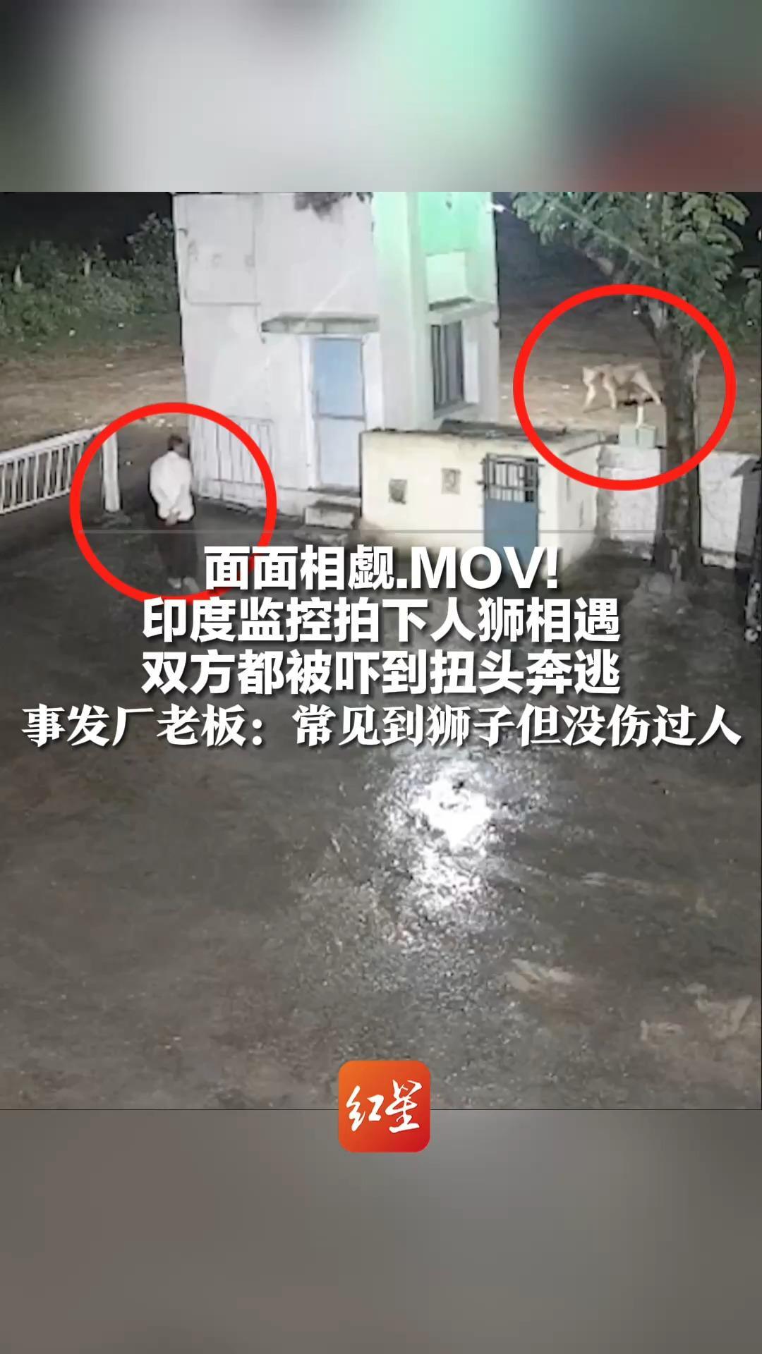 面面相觑.MOV！印度监控拍下人狮相遇  双方都被吓到扭头奔逃 事发厂老板：常见到狮子但没伤过人