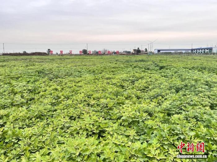 菏泽巨野县营里镇成片的艾草田。巨野县委宣传部供图
