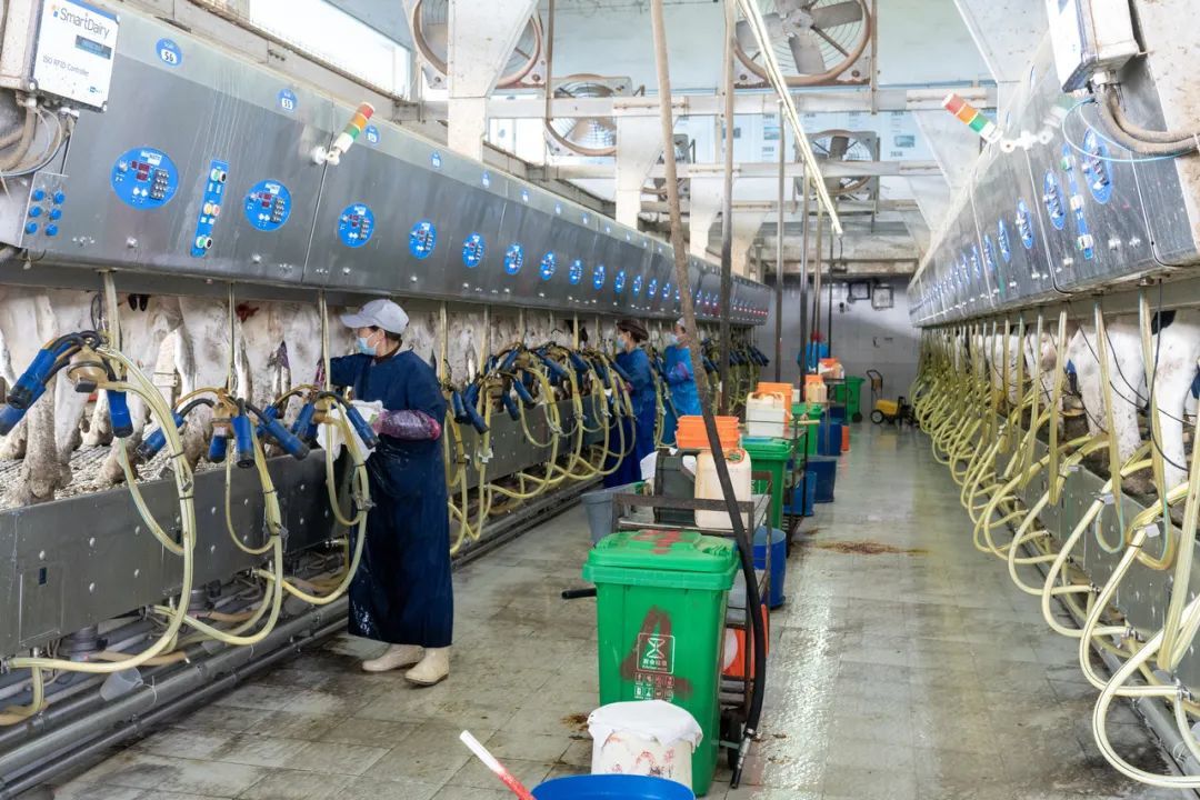 生态牧场涌优牧业使用并列式挤奶机