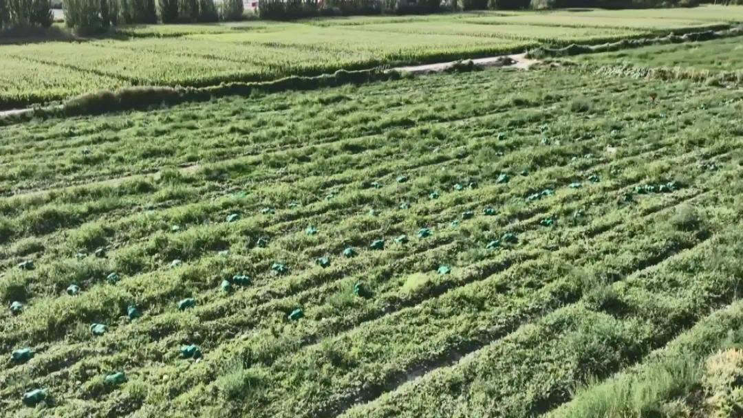 农机上阵大数据“慧”种地 阿克塞田间地头科技范拉满