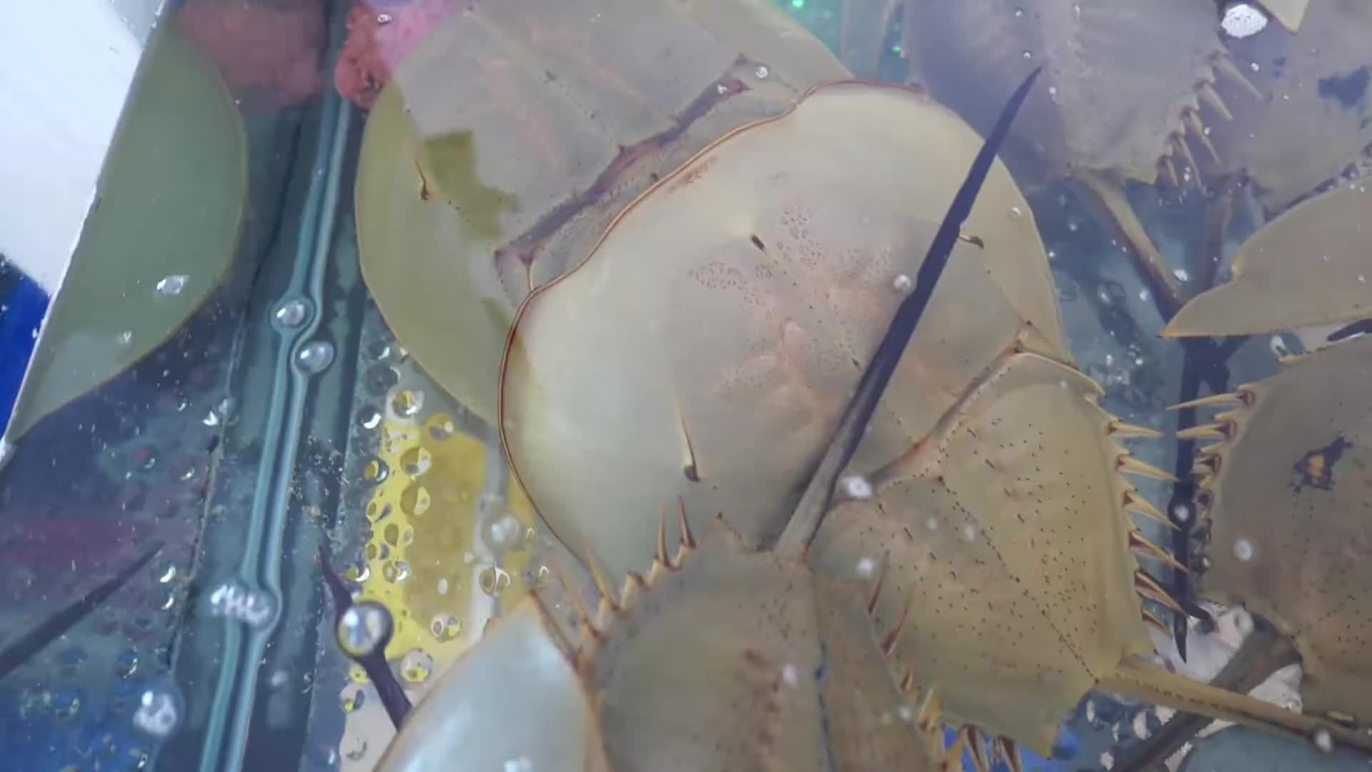 越南鲎的烹饪方法，鲎也叫马蹄蟹，这玩意太吓人不敢吃！