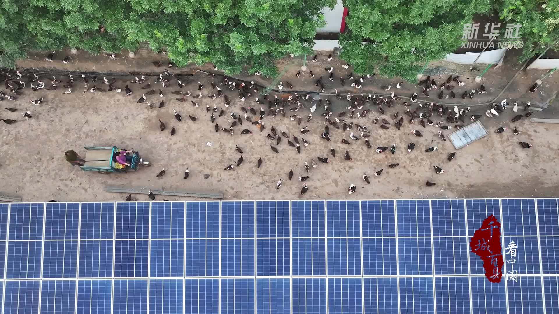 千城百县看中国｜河北广宗：非洲雁成乡村致富新名片