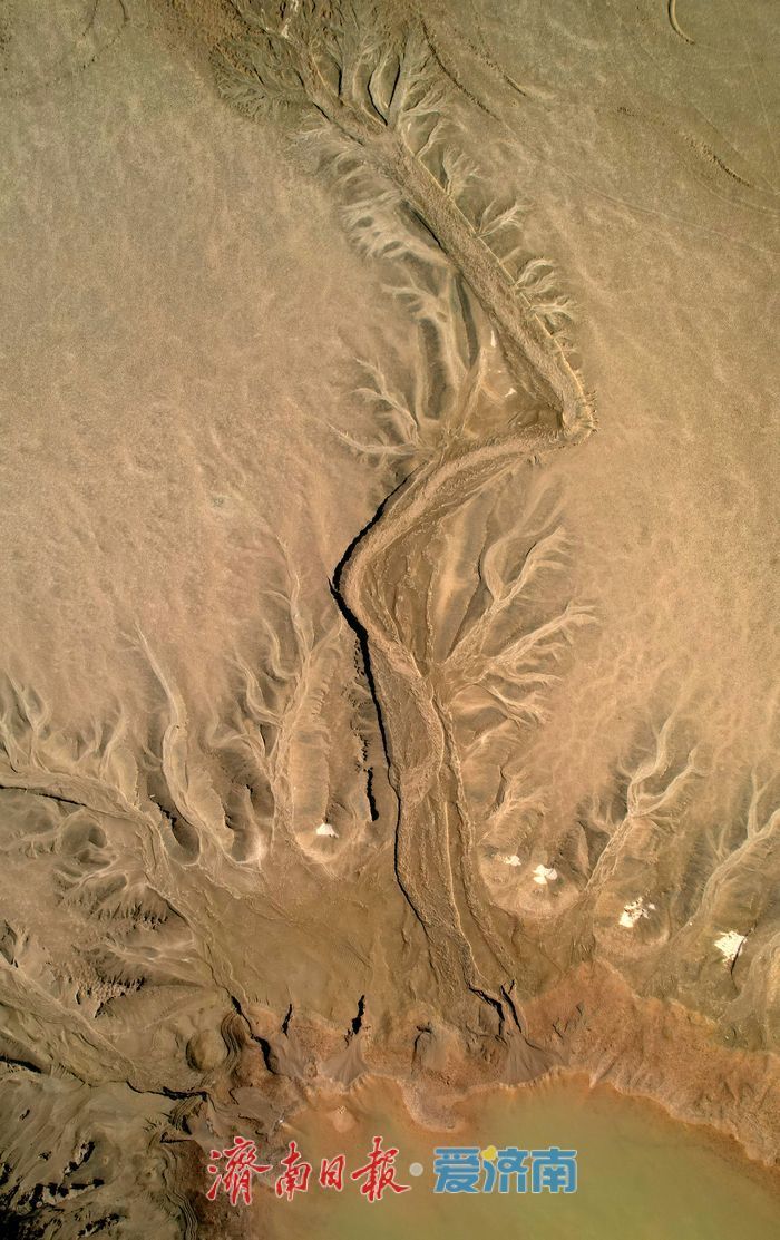 黄河济南段现壮美“潮汐树”自然奇观