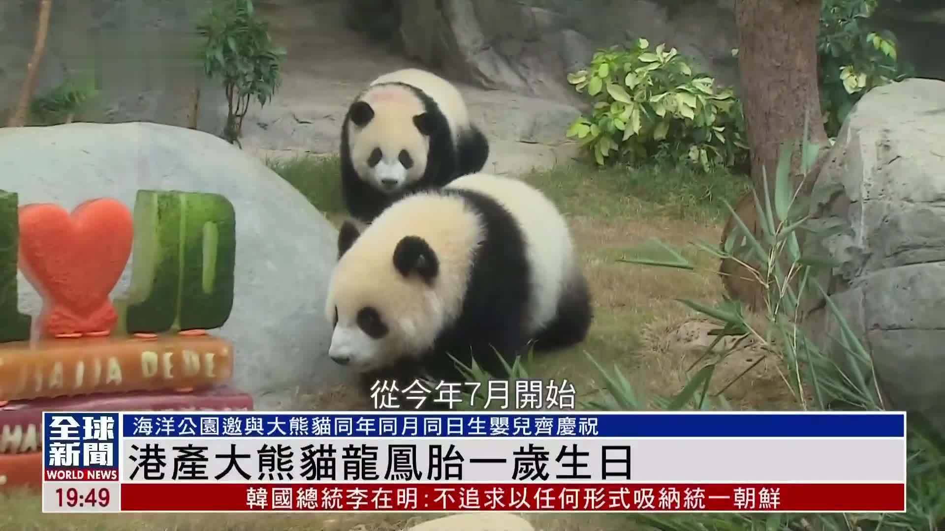 粤语报道｜港产大熊猫龙凤胎“加加”“得得”迎来一岁生日