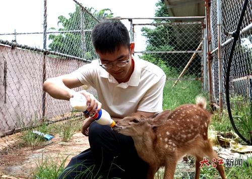飼養(yǎng)人員為小鹿喂奶