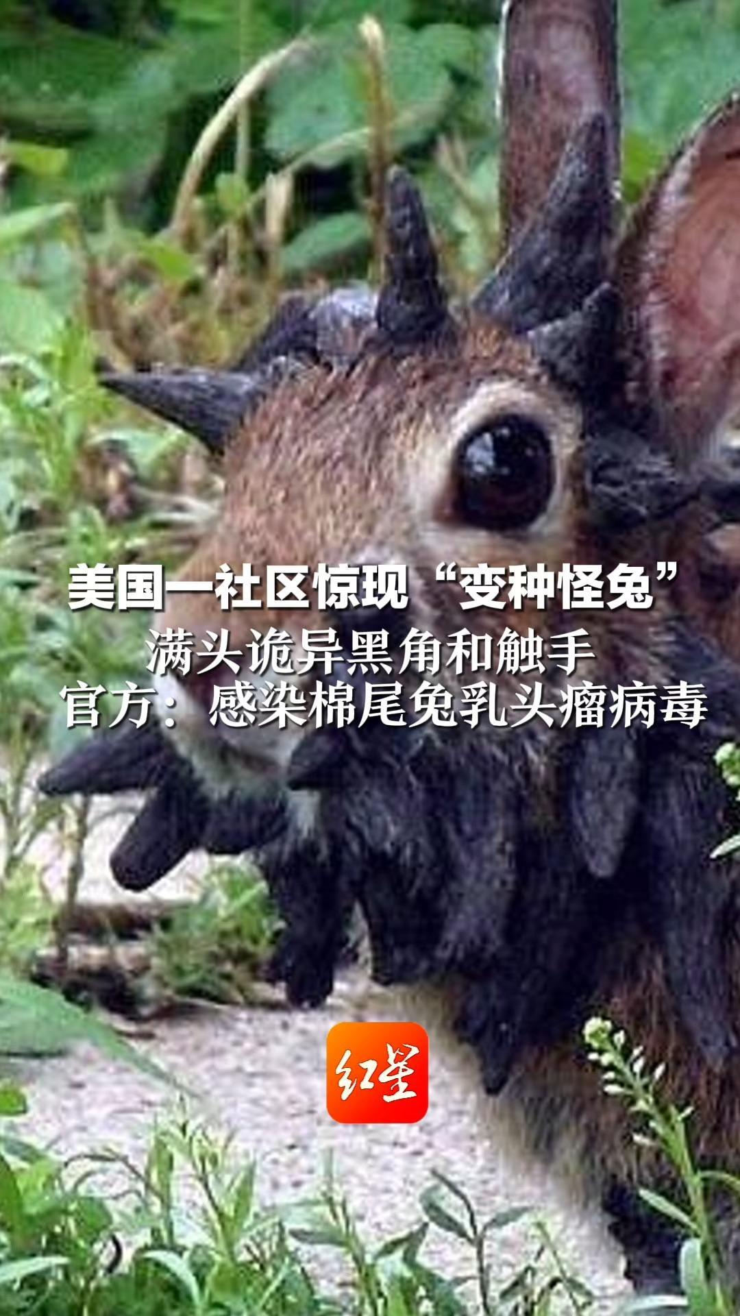 美国一社区惊现“变种怪兔”满头诡异黑角和触手 官方：感染棉尾兔乳头瘤病毒 人类切勿触碰