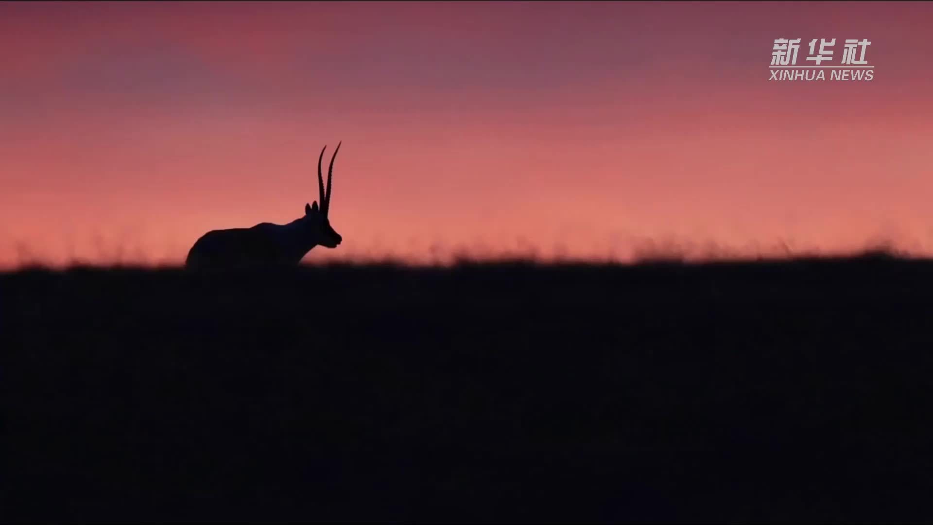 在地球“第三极”看见万物共生