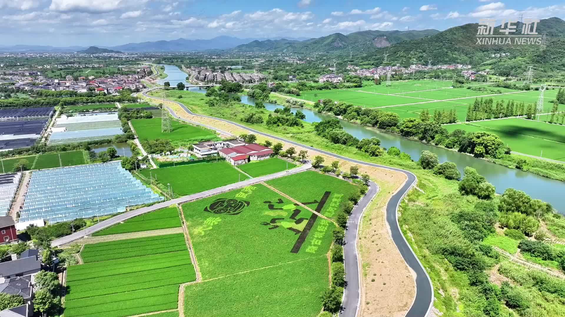 杭州余杭：稻田化身艺术画卷
