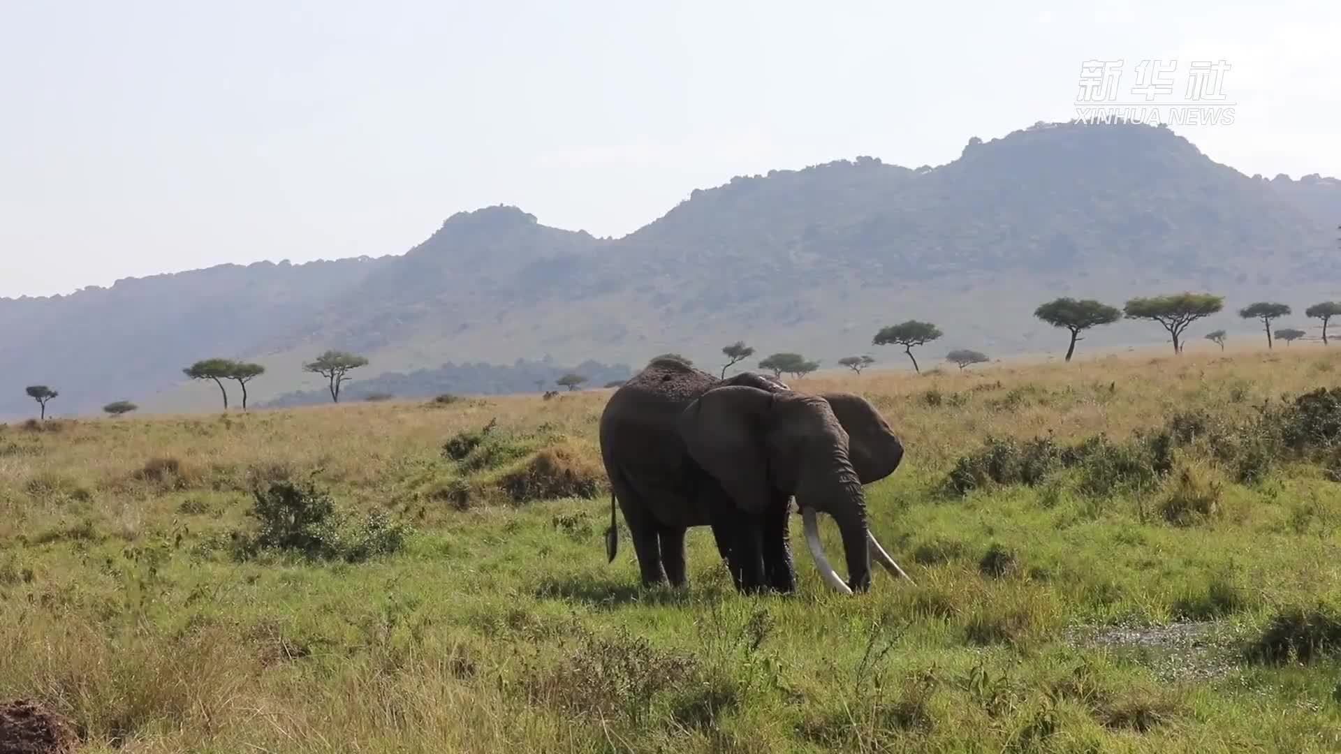 追踪非洲奇迹 马赛马拉动物大迁徙