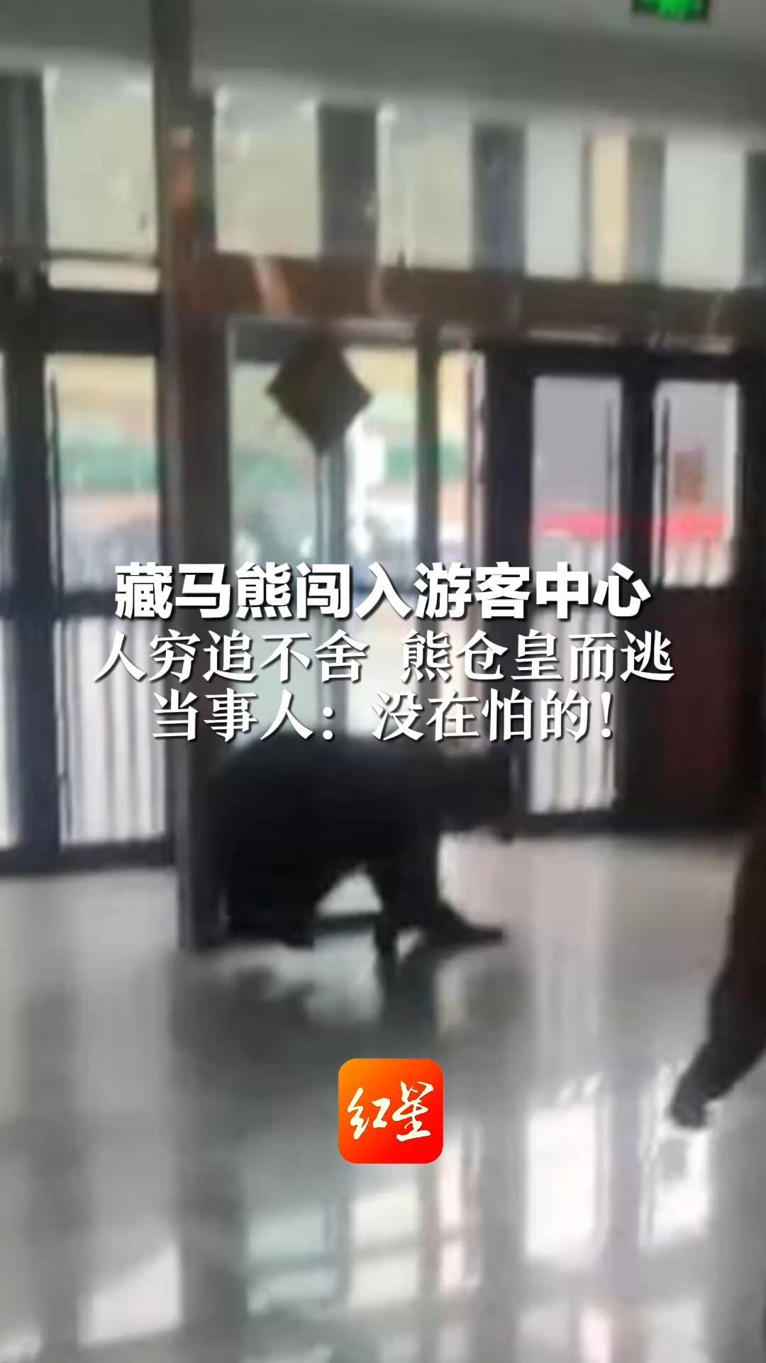 藏马熊闯入游客中心 人穷追不舍 熊仓皇而逃   当事人：没在怕的！“我们正在吃饭 它来觅食”