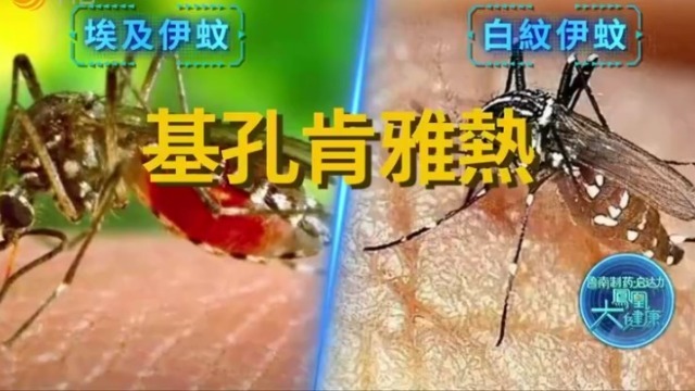 毒蚊出没，它们是如何漂洋过海，从非洲到欧洲再到亚洲？