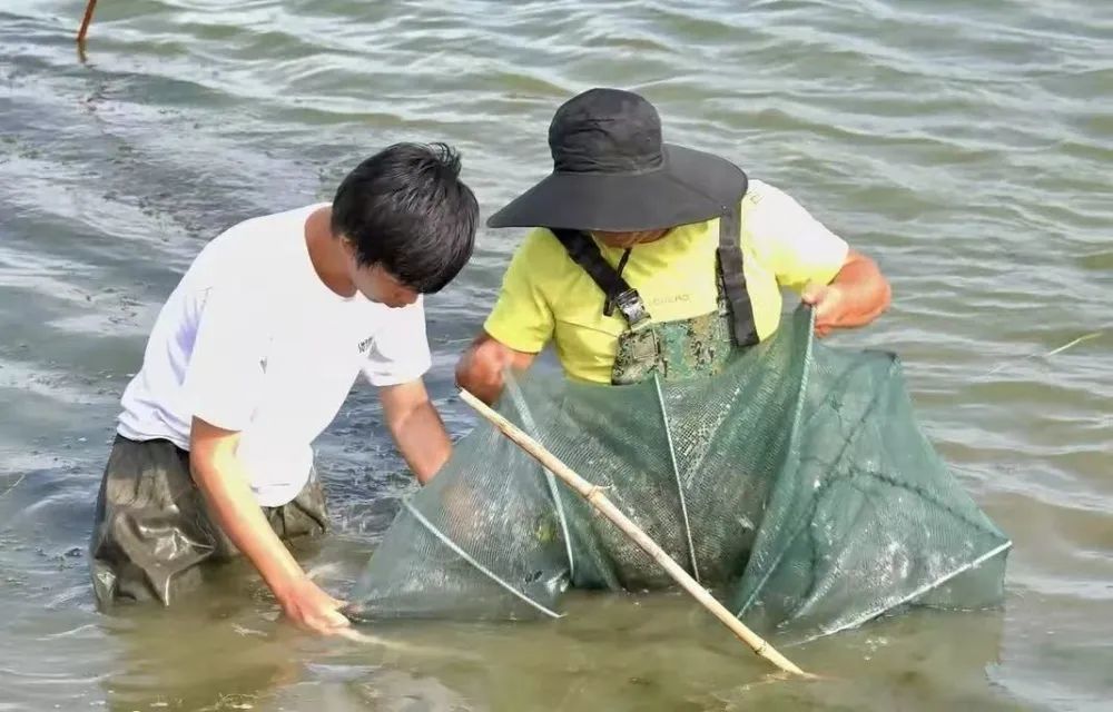 探索“海鲜陆养”新模式 南美白对虾在宝清“安家” (1).jpg